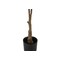 Monarch Specialties Artificial Plant, 52" Tall, Rubber Tree, Indoor, Faux, Fake, Floor, Greenery, Potted, Real Touch I 9514 - alternate 2